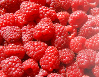 raspberry ketone