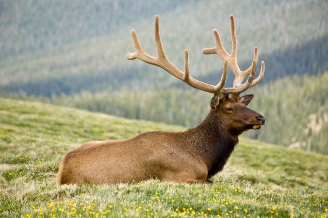 Facts about Deer Antler Velvet