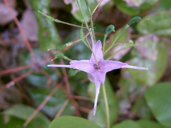 Horny Goat Weed