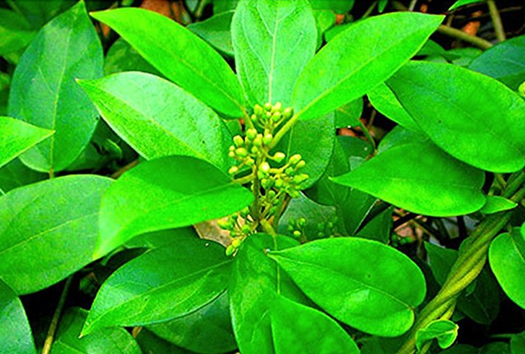 gymnema sylvestre