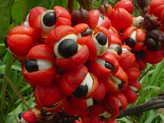 guarana plant