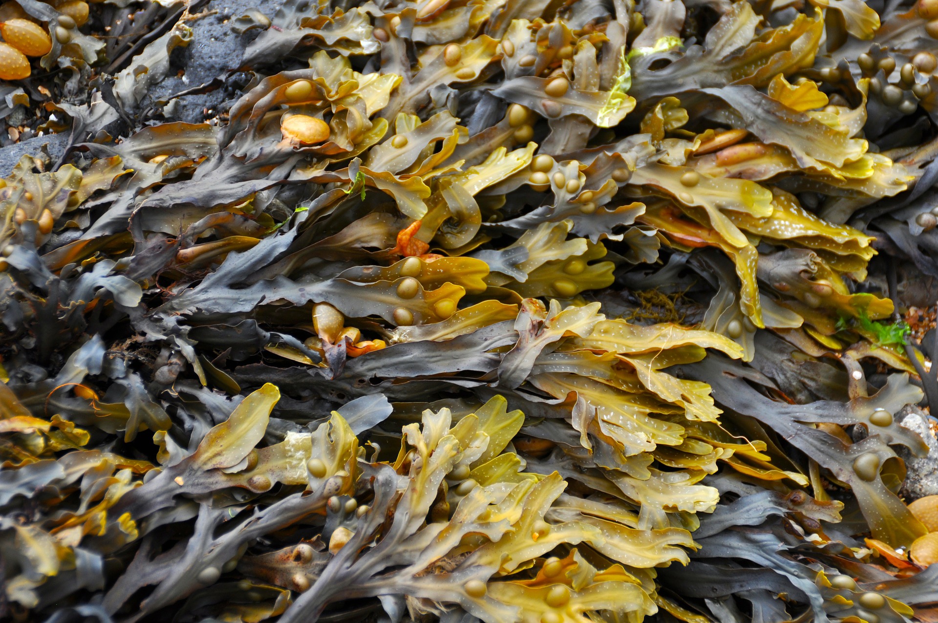 bladderwrack