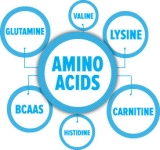 Best Amino Acids for Weight Loss