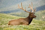 Deer Antler Velvet Facts